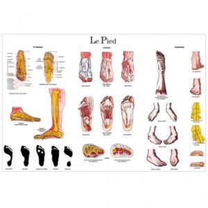 POSTER ANATOMIE DU PIED
