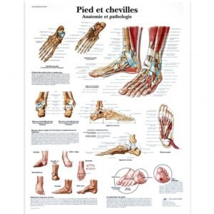 POSTER DU PIEDS ET DE LA CHEVILLE